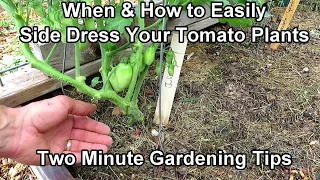 When & How (How Often) to Side Dress Your Tomato Plants with Organic Fertilizer: Two Minute TRG Tips