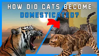 How did Cats become Domesticated?