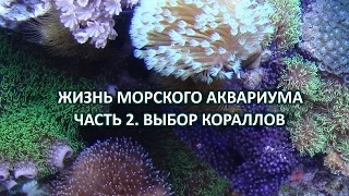 Жизнь морского аквариума. Часть 2. Выбор кораллов