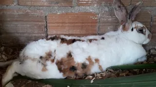 DICA COMO  ALIMENTAR SEUS COELHOS , COM UMA PLANTA EM CASA.