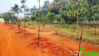 A visual representation of how a miyawaki forest grows in comparison with conventional plantation.