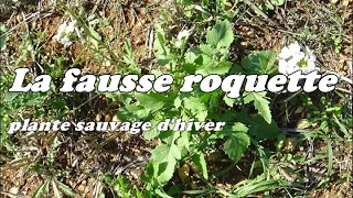 La fausse roquette, plante sauvage d'hiver