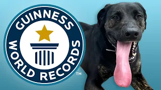 Longest Tongue on a Dog - Guinness World Records