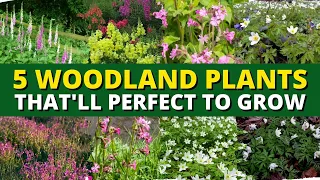5 Best Woodland Plants to Grow 🍃🌿