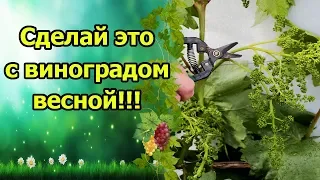 СДЕЛАЙТЕ ЭТО ДО ЦВЕТЕНИЯ ВИНОГРАДА! УХОД ЗА ВИНОГРАДОМ ВЕСНОЙ, ПОДКОРМКА ПО ЛИСТУ.