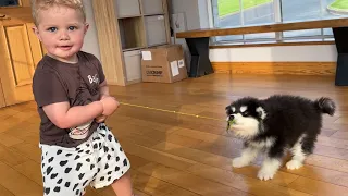 Adorable Baby Boy Plays Tug Of War With Puppy! (So Cute!!)