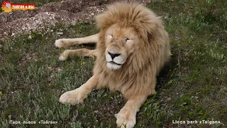 ПОТЕРЯЛИ ТАНЦОРА прямо под ногами! Тайган. Lions life in Taigan.