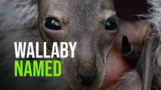 Wallaby Joey Name Reveal