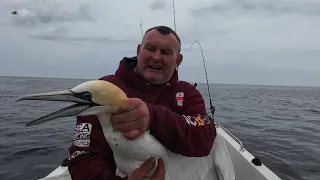 cod fishing in Northumberland plus gannet rescue