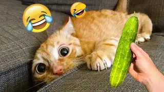 😂😻 Best Cats Videos 🐱🐈 Funniest Animals 2024 # 17