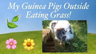 My Guinea Pigs Outside Eating Fresh Grass! || Piggies World