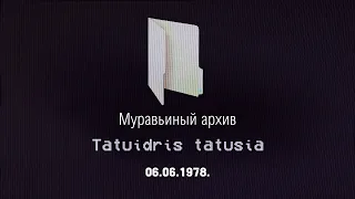 Муравьиный архив. Коротко о каждом виде. VHS кассета № 20 -  Tatuidris tatusia