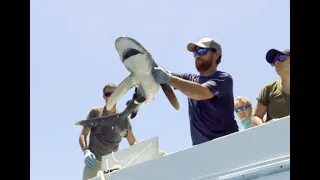 Finding Baby Oceanic Whitetip Sharks to Save Them From Extinction