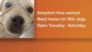 Prince George's Co. animal shelter waives adoption fees as they reach capacity