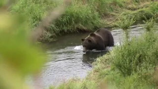 Когда Босс выходил на рыбалку, сородичи разбегались.