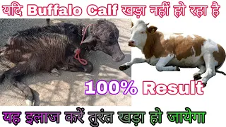Treatment of unable to stand in Calf || पशु यदि खड़ा नहीं होता है तो क्या ईलाज करें ?