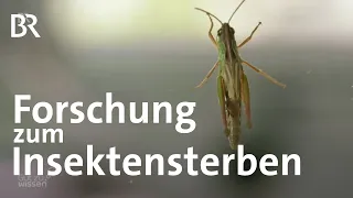 Forschung im Ecotron: Welche Folgen hat das Insektensterben für unser Ökosystem | Gut zu wissen | BR