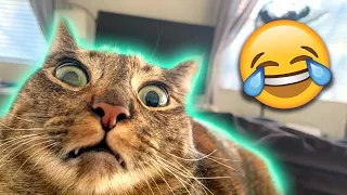 Funny Animal Videos 🤣 Funniest Cats and Dogs Videos 2024 😹🐶 #109