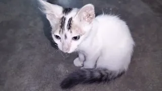 Cat Video|| Cat Lover||Baby Cat Video 😺😺😺😺||Cute cat video 🐈🐈🐈🐈🐈