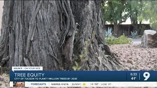 Urban Forestry Program to bring trees to all parts of Tucson