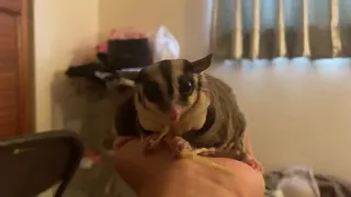 Sugar glider eating ASMR