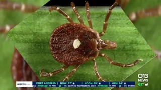 Lone Star Tick Warning