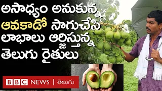 Avocado In Telugu States: ఆవకాడో సాగు చేస్తూ మంచి లాభాలు ఆర్జిస్తున్న తెలుగు రైతులు | BBC Telugu