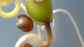 Broccoli seed germination #timelapse