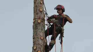 Mort du sequoia géant...