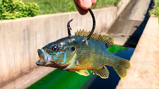 GIGANTIC Fish Live in This TINY CREEK!!! (Biggest In Years!!!)