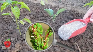 A natural remedy to repel aphids and other pests from plants - 100% effective