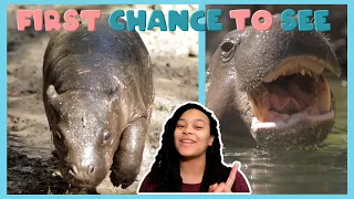 Bernadina The Baby Hippo | First Chance To See | BBC Earth Kids