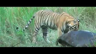 Wild Animals #3 Good vodeo, Дикие Животные #3 Хорошие видео.