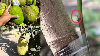 Awesome Grafting idea Jackfruit On To Bread Fruit Trees