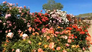 Розы в каждый сад!  Питомник роз Полины Козловой rozarium.biz . Купить саженцы роз.