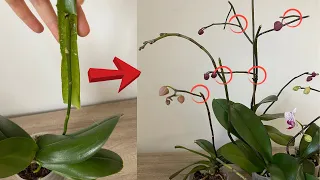 Spread This For Orchids To Produce Abundant Branches/Orchids Branch From Node/Orchids With Aloe