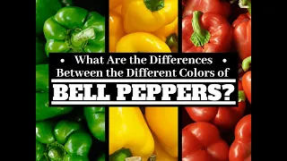 [Bell Peppers] Green Yellow Orange and Red Bell peppers | What are the differences?