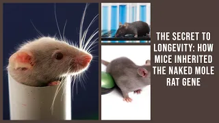 How did mice get the naked mole rat gene for longer life and what does it mean for us