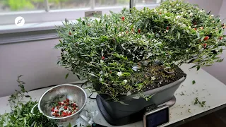 Beyond Expectations: 127 Day AeroGarden Pepper Update You HAVE to See!