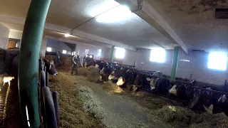 Feeding a Small Herd of Dairy Cows