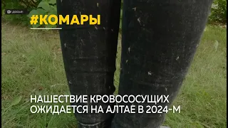 На Алтае летом 2024-го ожидается нашествие комаров и мошек
