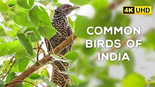 Common Birds of India - 4K Video Hindi