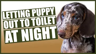 PUPPY TRAINING! Should I Let My Puppy Out To The Toilet Night