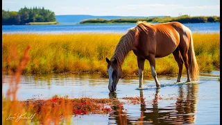 лечебная музыка для сердца и сосудов 🌿 успокаивает нервную систему и радует душу, Нежная музыка #246