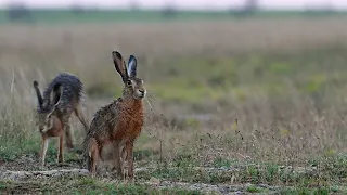 Two hares after the rain