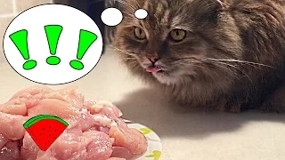 Кто ворует со стола?! *** Cat stole the meat