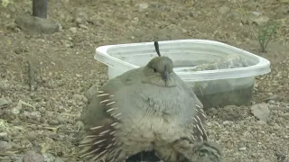 Mama Gambel's Quail: 16 Babies Hidden Under Her