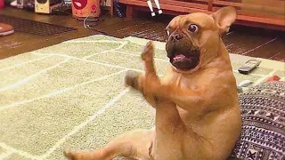 These Dogs Will Cheer up Your Day And Make it 100% Better ❤😂 - Funny Pets Ever 🐶