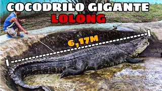 LOLONG - El Cocodrilo Gigante que causó Terror por su Descomunal Tamaño