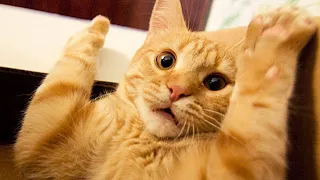 These Funny Cats will Make You LOL